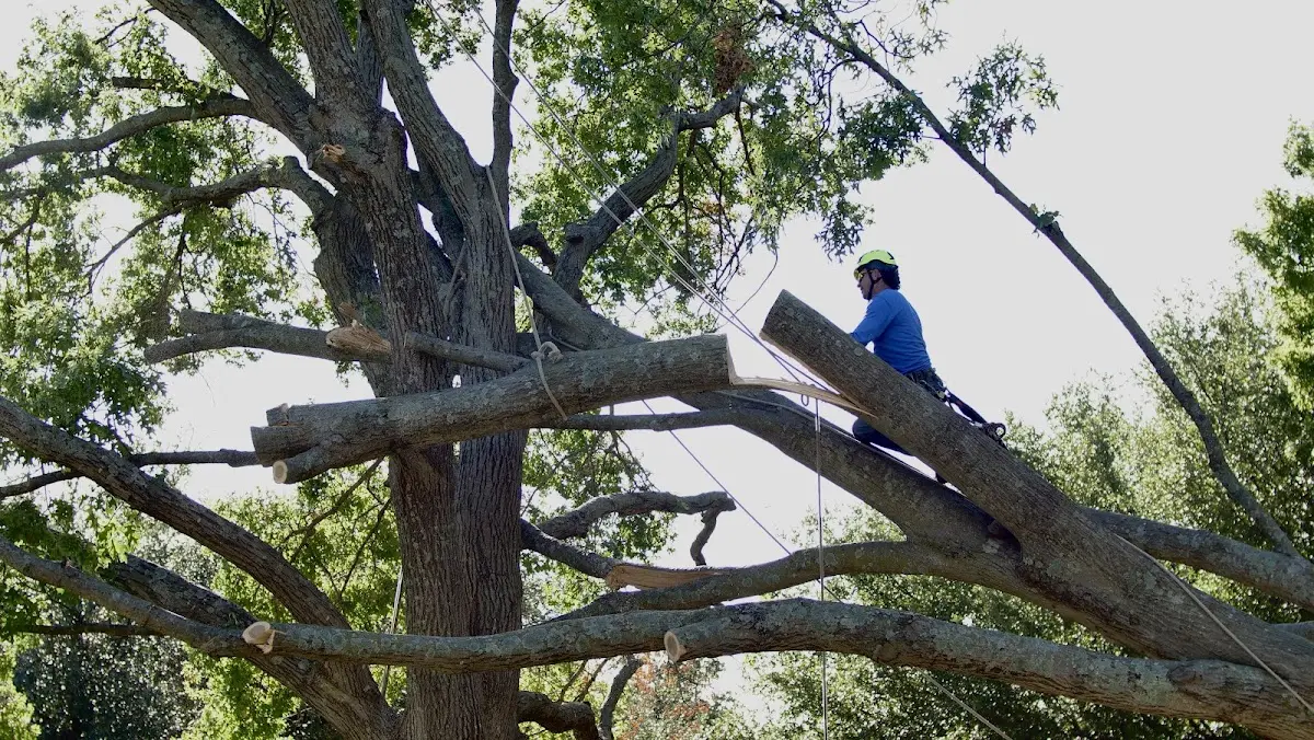 Professional Crown Thinning performed by certified arborists in Rothville