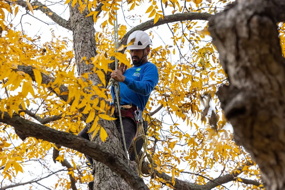 Skilled Storm Damage Cleanup crew working in Rothville